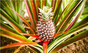 Pinapple in the Garden