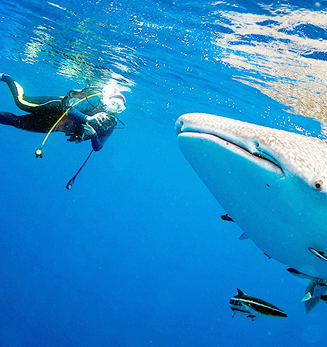 Scuba Diving & Snorkeling in Mexico